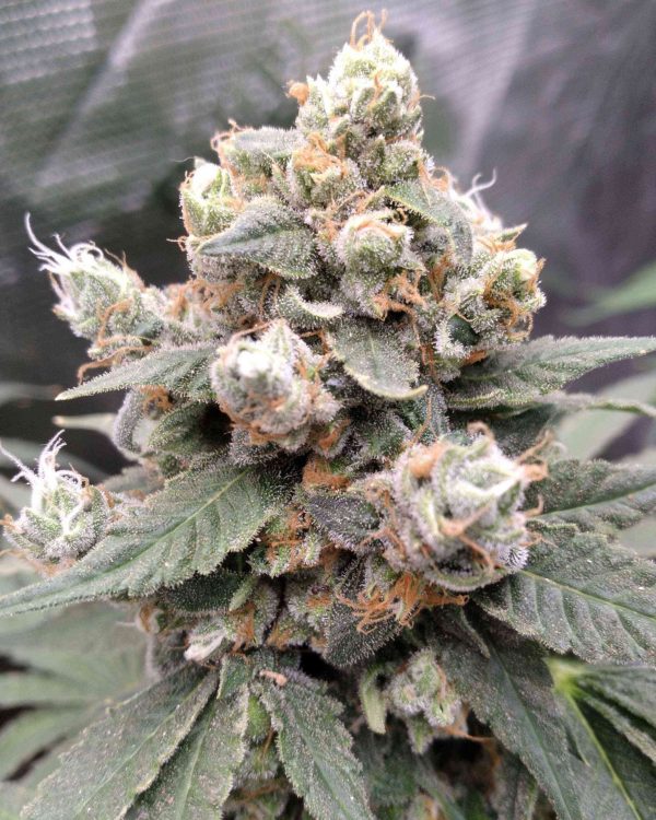 Critical Purple Automática – Gold Farm Seed