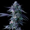 Chocolope – “Fotoperiodo Feminizada” – Gold Farm Seed x DNA Genetics