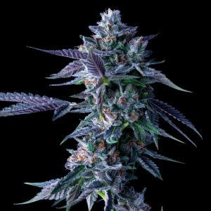 Chocolope – “Fotoperiodo Feminizada” – Gold Farm Seed x DNA Genetics