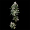 Kosher Kush – “Fotoperiodo Feminizada” – Gold Farm Seed x DNA Genetics