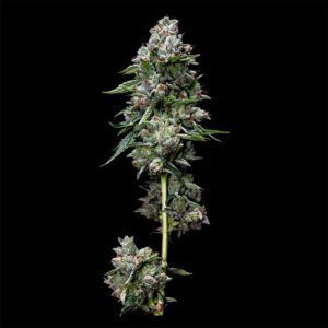 Kosher Kush – “Fotoperiodo Feminizada” – Gold Farm Seed x DNA Genetics