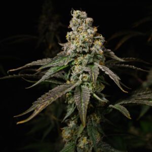 Dos Y Dos - "Fotoperiodo Feminizada" - Gold Farm Seed