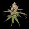 Dos y Dos Automática – Gold Farm Seed - Imagem 4