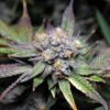 Dos y Dos Automática – Gold Farm Seed
