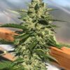 Og Kush Automática – Gold Farm Seed - Image 4