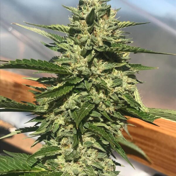 Og Kush Automática – Gold Farm Seed - Image 4