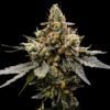 Gaz Money - “Fotoperiodo Feminizada” – Gold Farm Seed x DNA Genetics