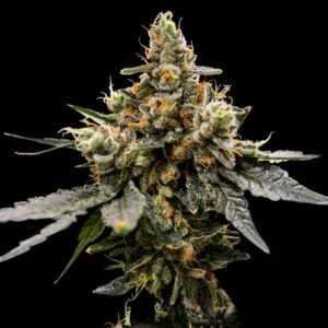 Gaz Money - “Fotoperiodo Feminizada” – Gold Farm Seed x DNA Genetics