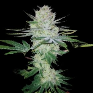 Gorilla Glue #4 - "Fotoperiodo Feminizada" - Gold Farm Seed