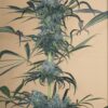 Green Crack "CBD" - "Fotoperiodo Feminizada" - Gold Farm Seed - Image 2