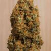 Green Crack "CBD" - "Fotoperiodo Feminizada" - Gold Farm Seed - Image 4