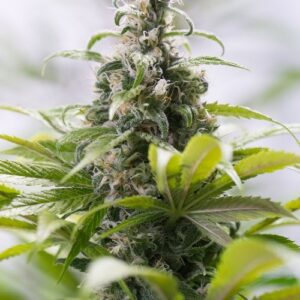 Green Crack "CBD" - "Fotoperiodo Feminizada" - Gold Farm Seed