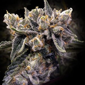 Grape Dulce x Honey Banana – “Fotoperiodo Feminizada” – Gold Farm Seed x DNA Genetics