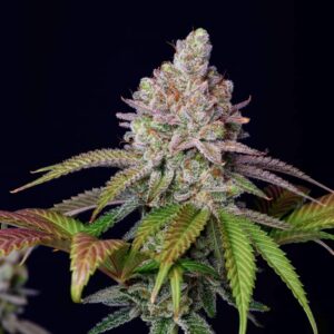 Zkittlez Automática – Gold Farm Seed