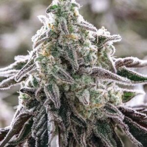 MAC - Miracle Alien Cookies - "Fotoperiodo Feminizada" - Gold Farm Seed