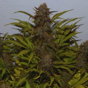 Moby Dick Automática – Gold Farm Seed