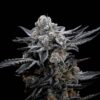 Gelato Black Automática – Gold Farm Seed