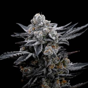 Gelato Black Automática – Gold Farm Seed