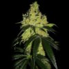 Og Kush Automática – Gold Farm Seed - Image 2