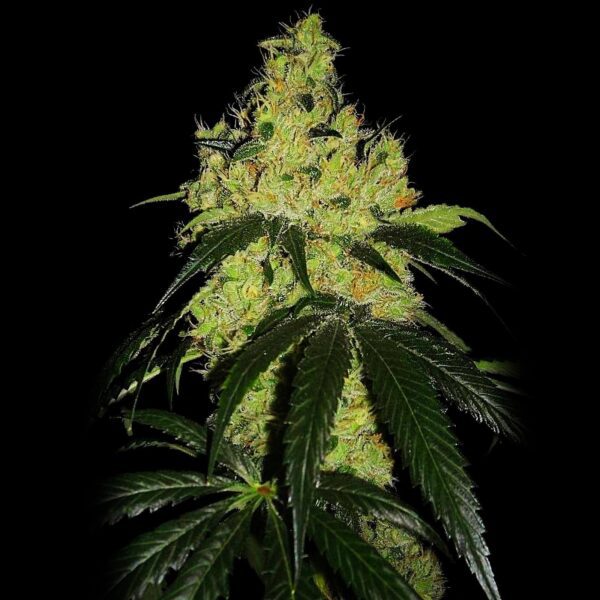 Og Kush Automática – Gold Farm Seed - Image 2