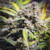 Northern Lights Automática – Gold Farm Seed - Imagem 2