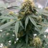 Northern Lights Automática – Gold Farm Seed