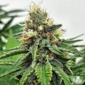 AK-47 - "Fotoperiodo Feminizada" - Gold Farm Seed