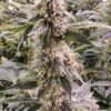Og Kush Automática – Gold Farm Seed