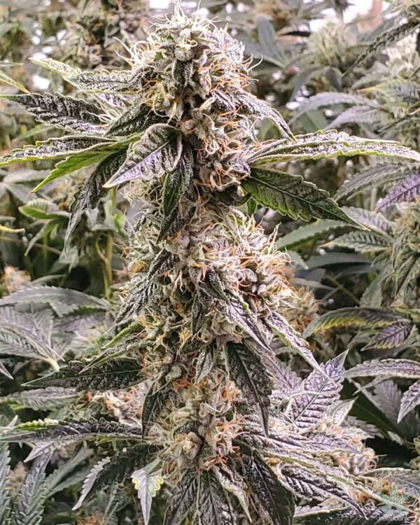 Og Kush Automática – Gold Farm Seed