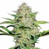 Skunk Automática – Gold Farm Seed - Imagem 3