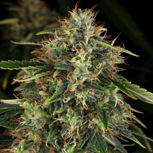 Skunk Automática – Gold Farm Seed