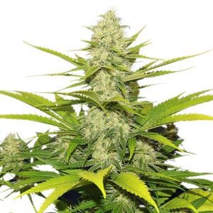 Cheese - "Fotoperiodo Feminizada" - Gold Farm Seed