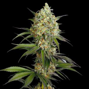 Sour Diesel Automática – Gold Farm Seed