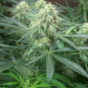 Watermelon "CBD" - "Fotoperiodo Feminizada" - Gold Farm Seed