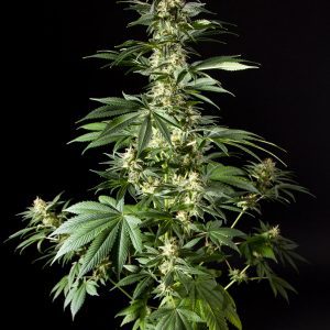 24 K -  “Fotoperiodo Feminizada” – Gold Farm Seed