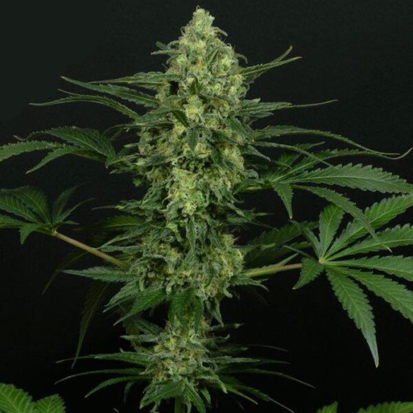 Criminal+ – “Fotoperiodo Feminizada” Pack 3uni – Ripper Seeds - Image 2