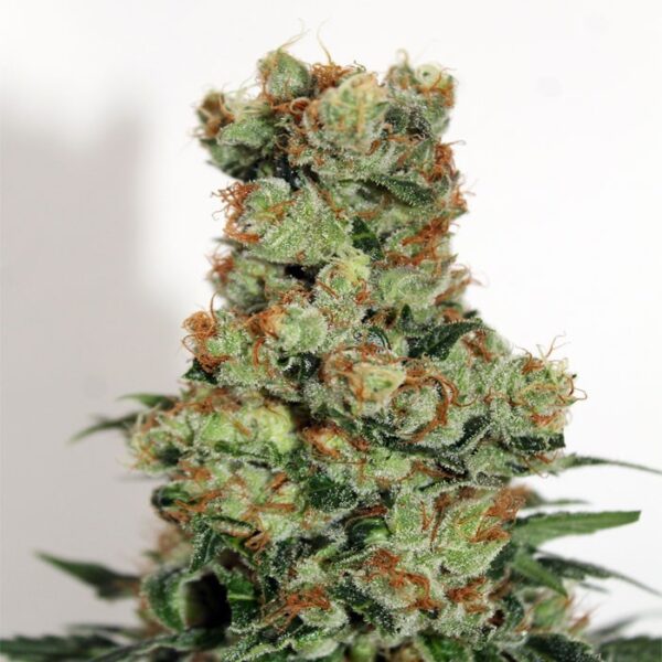 Badazz - "Fotoperiodo Feminizada" Pack 3uni - Ripper Seeds - Image 2