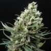 Ripper Haze - "Fotoperiodo Feminizada" - Ripper Seeds - Image 4