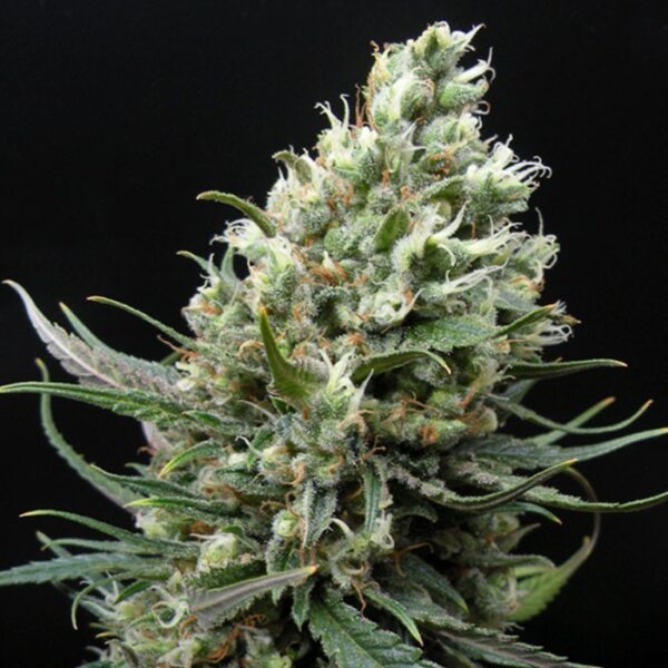 Ripper Haze - "Fotoperiodo Feminizada" - Ripper Seeds - Image 4