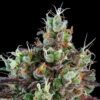 Sour Ripper – “Fotoperiodo Feminizada” Pack 3uni – Ripper Seeds - Image 3