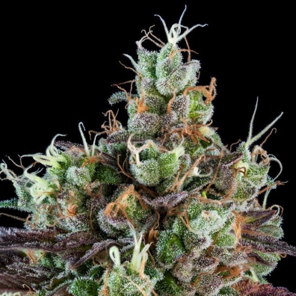 Sour Ripper – “Fotoperiodo Feminizada” Pack 3uni – Ripper Seeds - Image 3