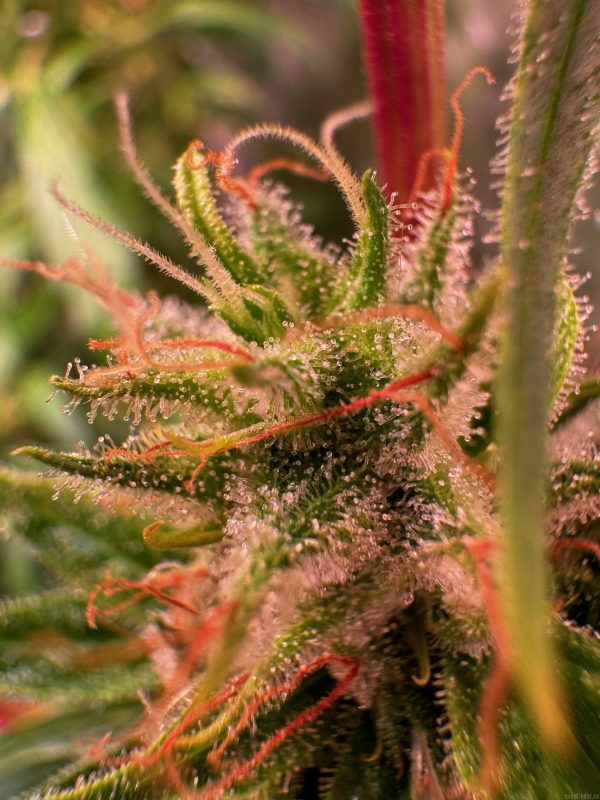 MANGA ROSA ORIGINAL – “Fotoperiodo REGULAR” – Gold Farm Seed - Imagem 2