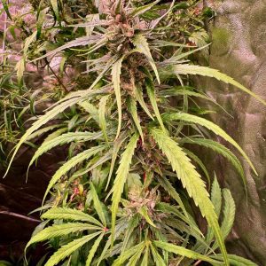 MANGA ROSA ORIGINAL – “Fotoperiodo REGULAR” – Gold Farm Seed