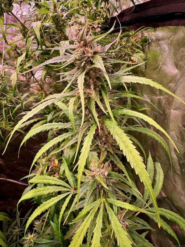 MANGA ROSA ORIGINAL – “Fotoperiodo REGULAR” – Gold Farm Seed