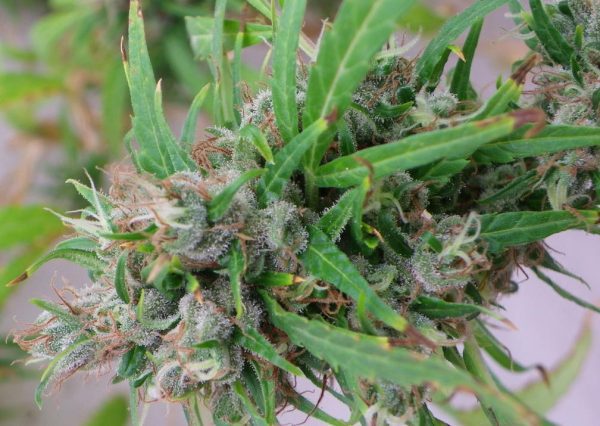 MANGA ROSA ORIGINAL – “Fotoperiodo REGULAR” – Gold Farm Seed - Imagem 4