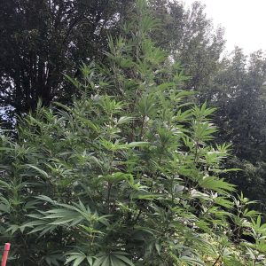 MANGA ROSA ORIGINAL – “Fotoperiodo REGULAR” – Gold Farm Seed