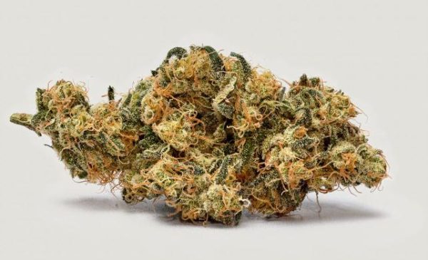 Chomsky — “Fotoperiodo Feminizada” - Purple City Genetics (American Graffiti Collection) - Imagem 5