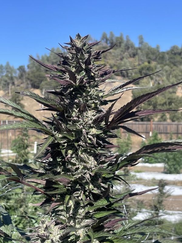 Daily Operations — “Fotoperiodo Feminizada” - Purple City Genetics (American Graffiti Collection)