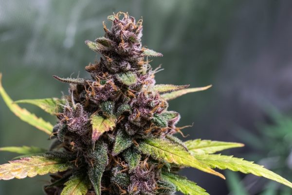 Gelatto 2020 - Fotoperíodo Feminizada  - LatitudSurSeeds - Imagem 5