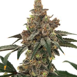 Gushi — “Fotoperiodo Feminizada” - Purple City Genetics (Archive Collection)
